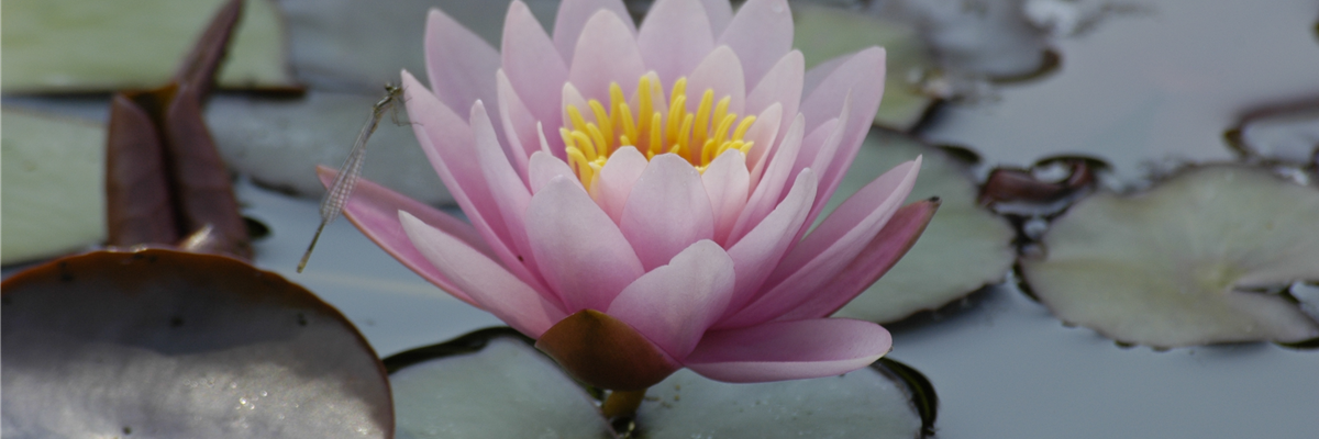 Seerose mit Libelle