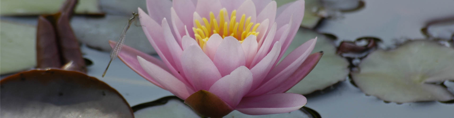 Seerose mit Libelle