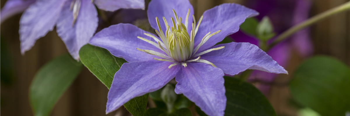 Clematis 'Justa'