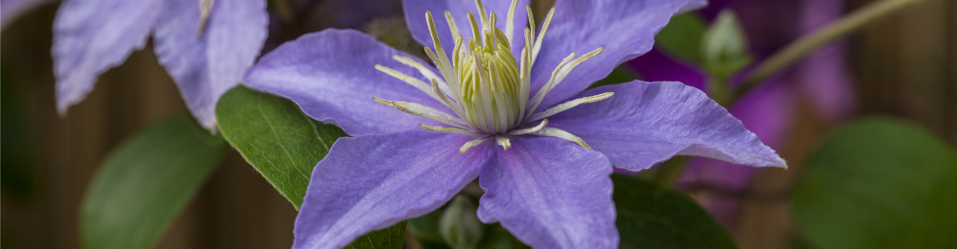 Clematis 'Justa'