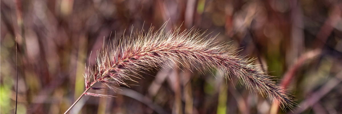 Pennisetum setaceum 'Fireworks'(s)