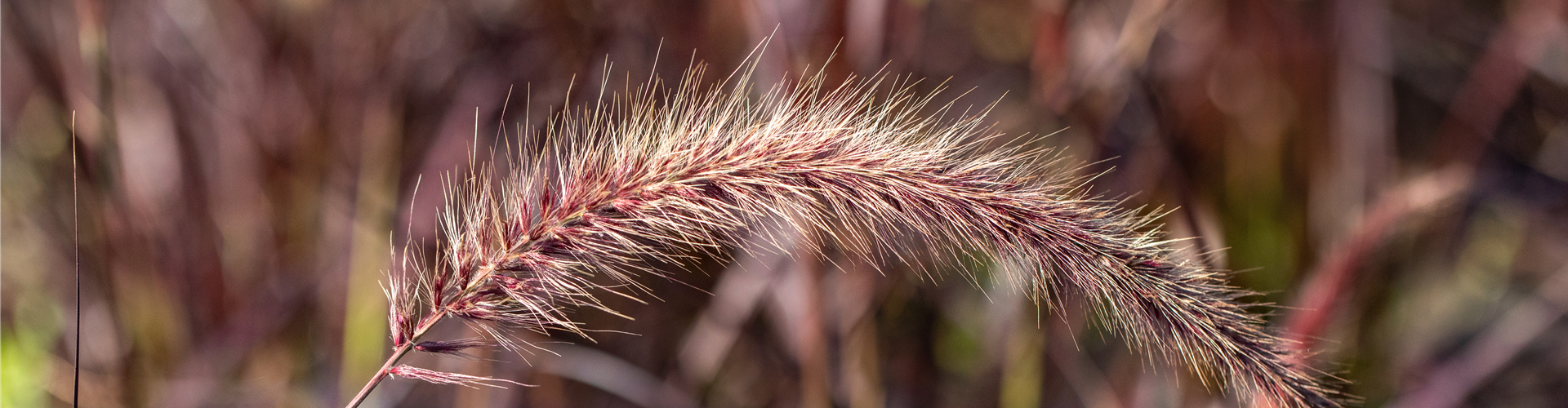 Pennisetum setaceum 'Fireworks'(s)