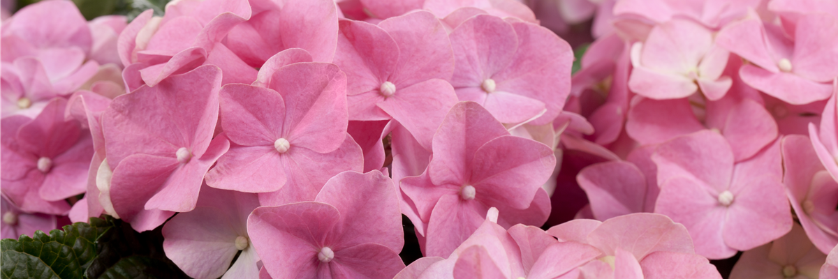 Hydrangea macrophylla, rosa