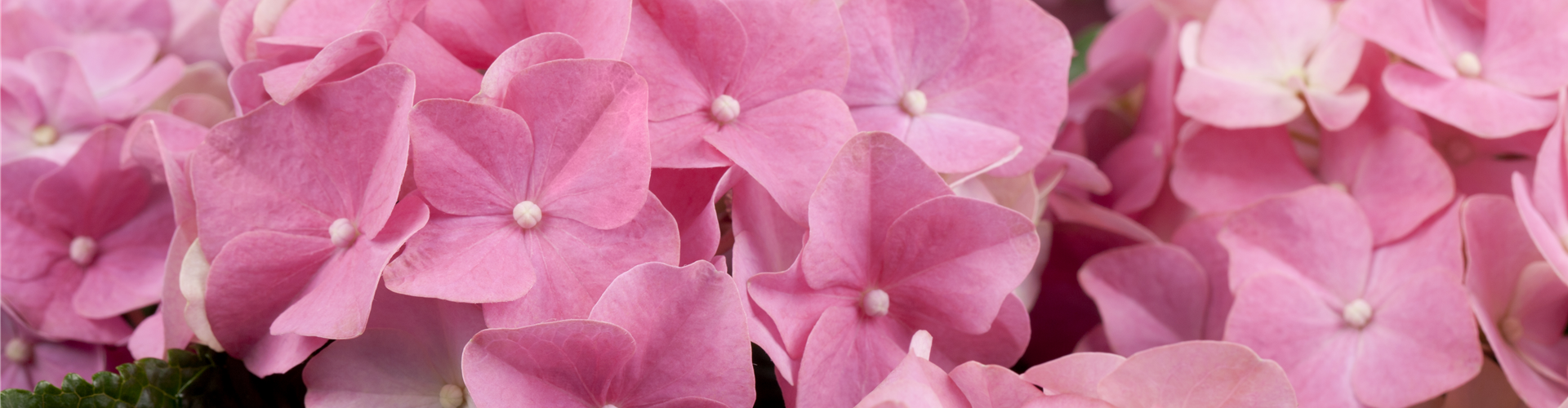 Hydrangea macrophylla, rosa