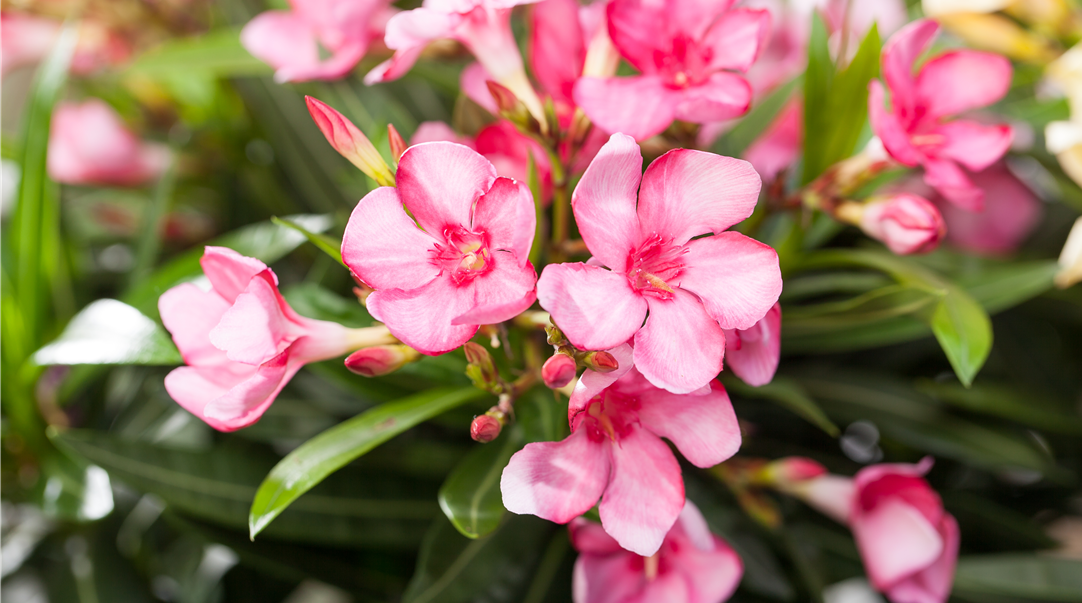 Nerium oleander, rosa