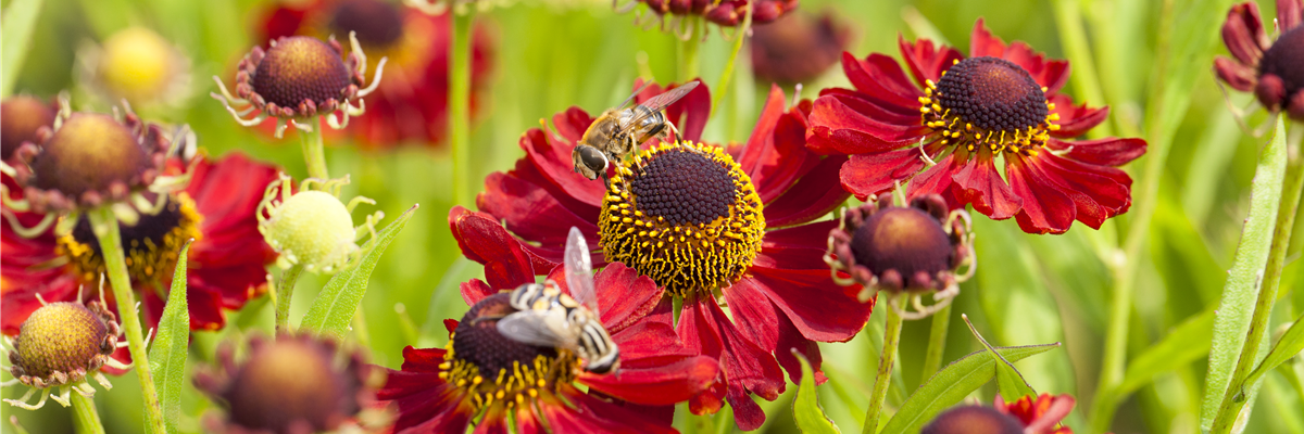Helenium 'Rubinzwerg'