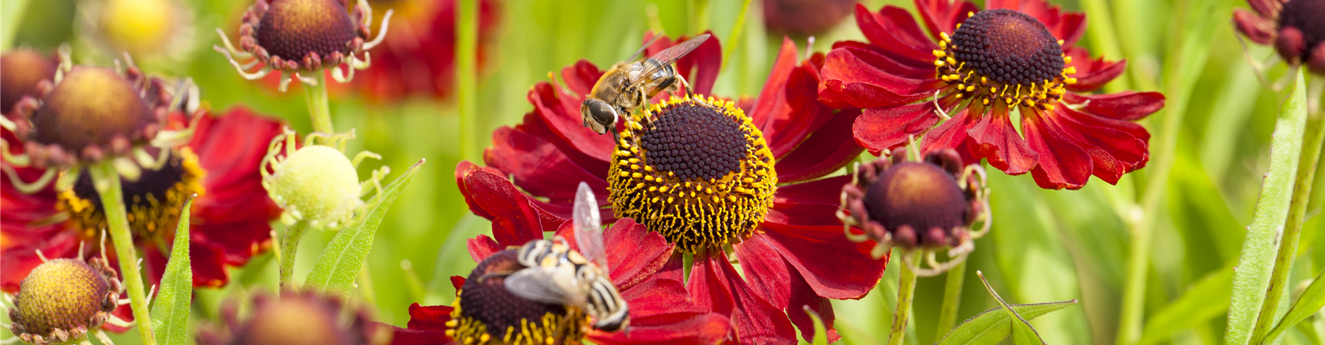 Helenium 'Rubinzwerg'