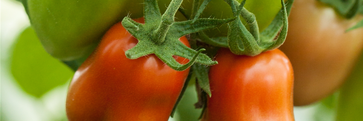 Solanum lycopersicum 'Paprikatomate'