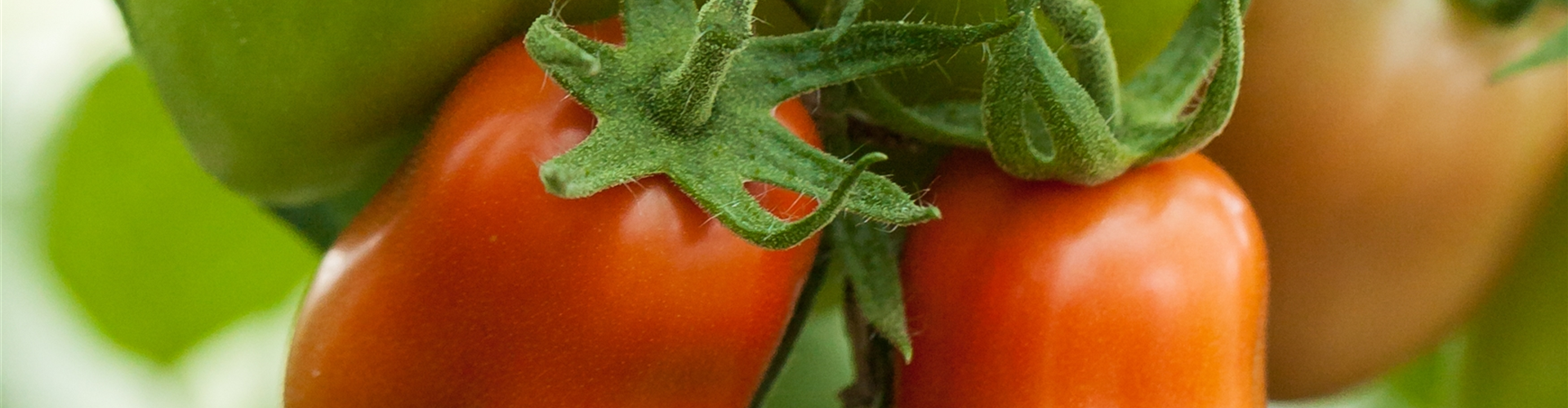 Solanum lycopersicum 'Paprikatomate'
