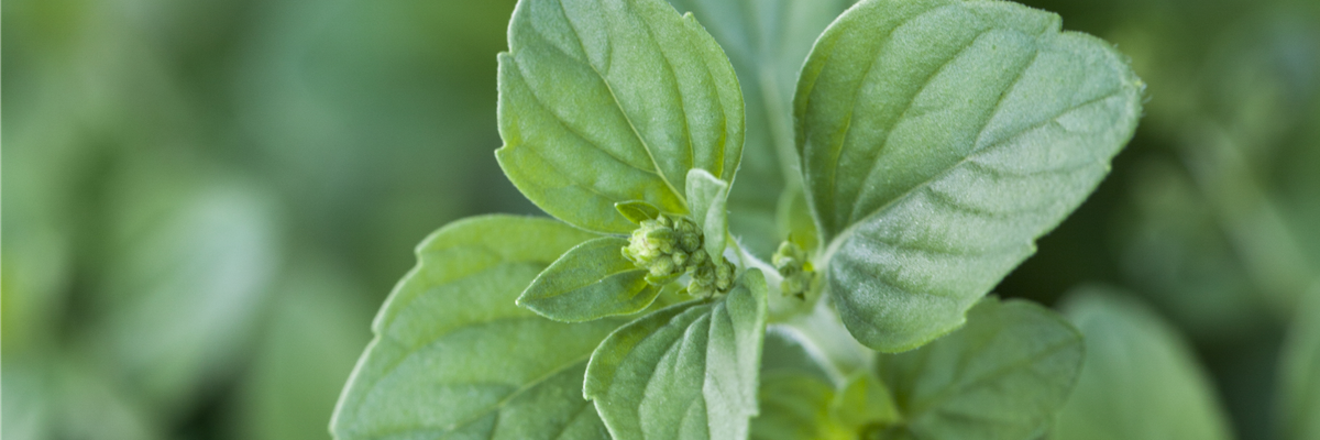Calamintha nepeta (Griechische Bergminze)