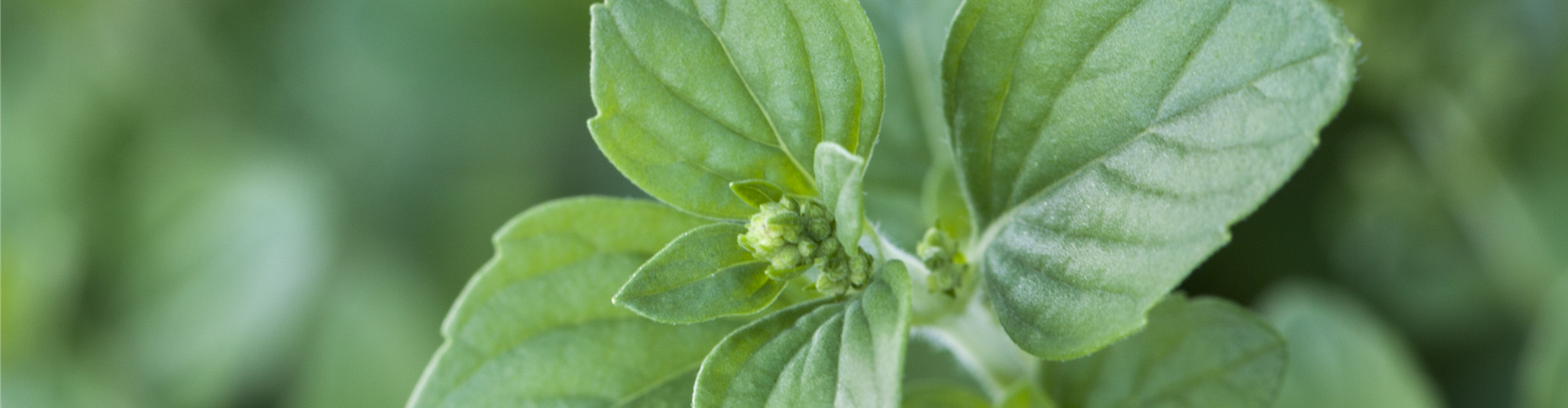 Calamintha nepeta (Griechische Bergminze)