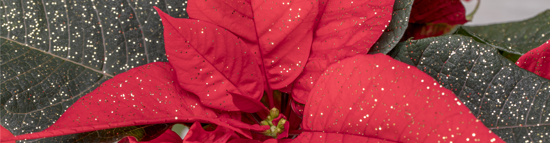 Euphorbia pulcherrima