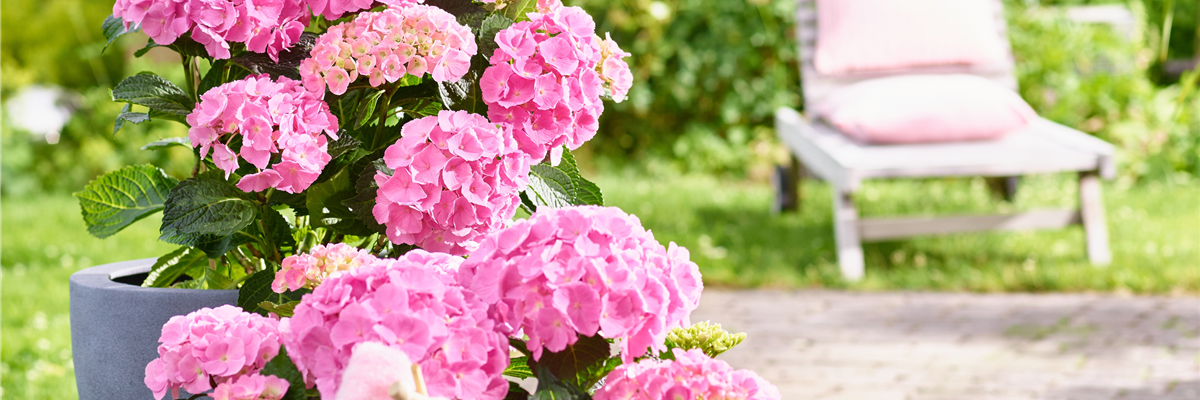 PFLANZE DES MONATS MÄRZ: ZIMMER-HORTENSIE