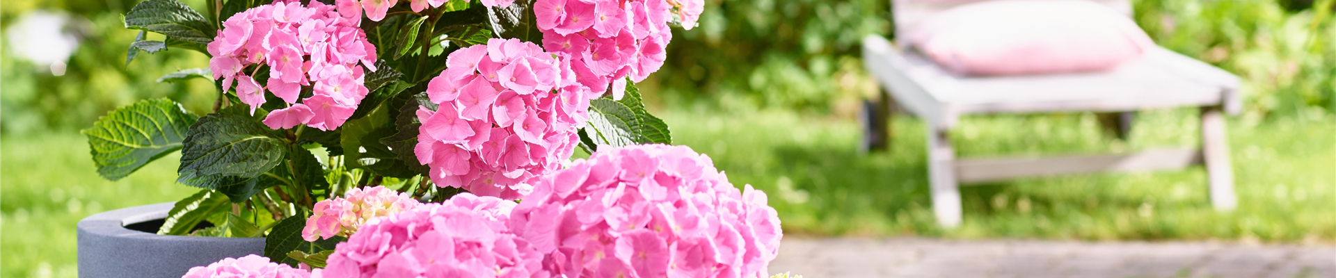 PFLANZE DES MONATS MÄRZ: ZIMMER-HORTENSIE