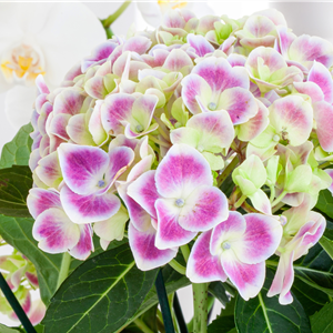 PFLANZE DES MONATS MÄRZ: ZIMMER-HORTENSIE