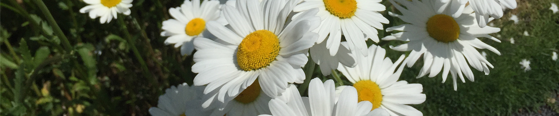 SOMMERMARGERITE