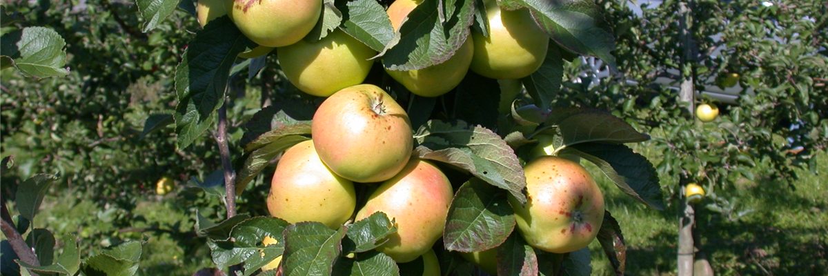 Malus domestica 'Minister von Hammerstein'(s)