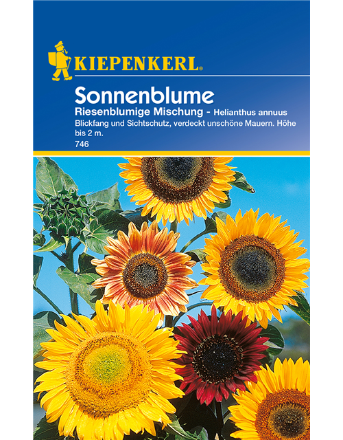 Sonnenblume 'Riesenblumige'