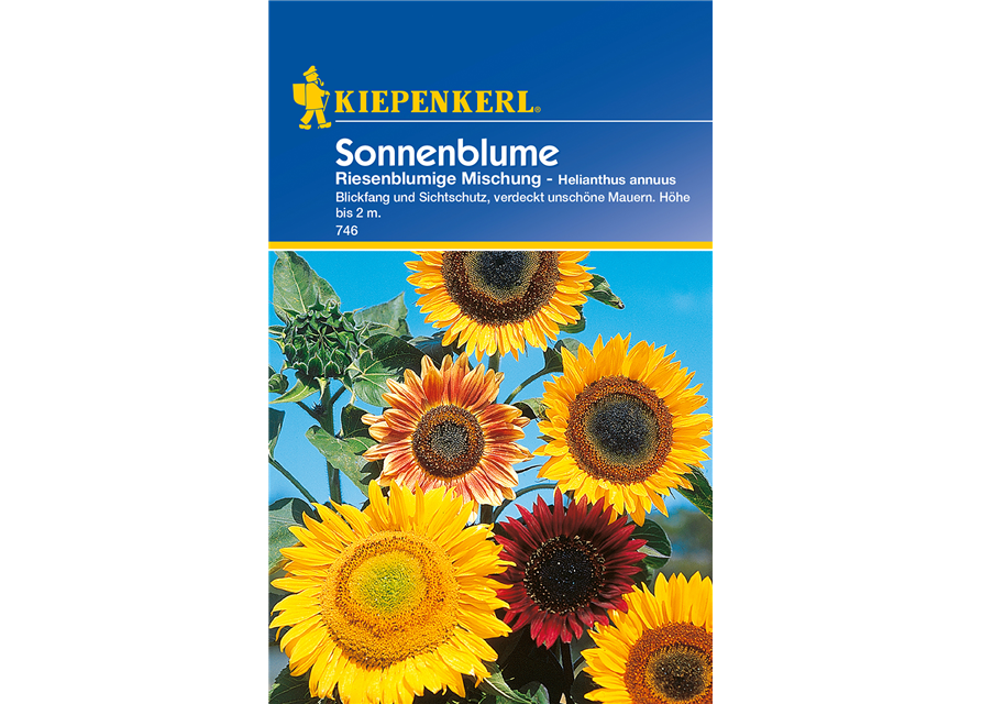 Sonnenblume 'Riesenblumige'