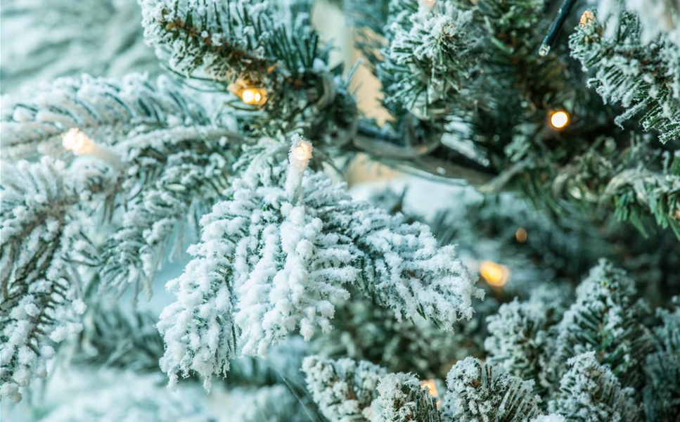 Verkaufsstart - Weihnachtsbaumverkauf ab 28. November