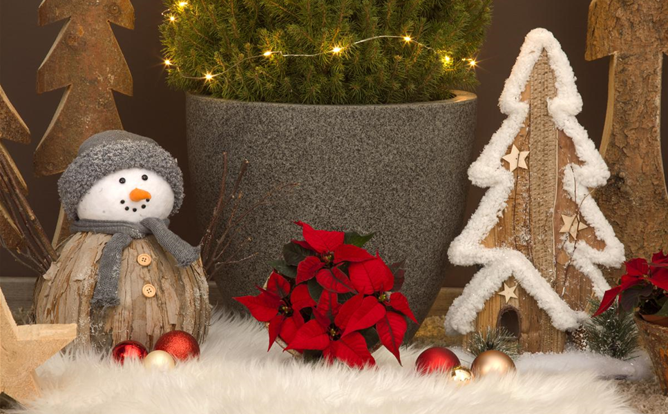 29. Dezember bis 03.Januar - XXL - Weihnachtssale